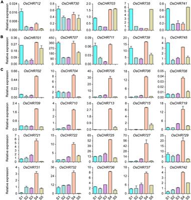 OsDDM1b Controls Grain Size by Influencing Cell Cycling and Regulating Homeostasis and Signaling of Brassinosteroid in Rice